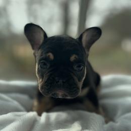 Reeses - Tricolors male French Bulldog puppy in Salisbury, Maryland from 77 Frenchies Maryland