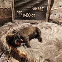 Iris - Fawn Mastiff puppy in Linton, Indiana from Riggins Mastiffs and Danes