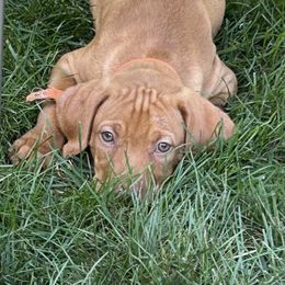 Lilys little orange - Golden rust male Vizsla puppy in Valparaiso, Indiana from Shepherd Family Vizslas