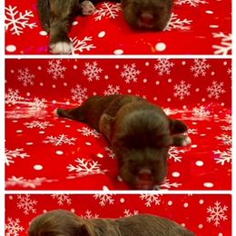 Havanese Puppies from Havareese Havanese