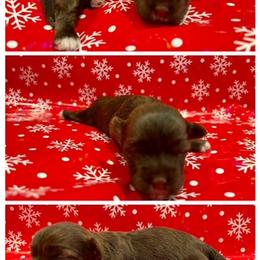 Havanese Puppies from Havareese Havanese
