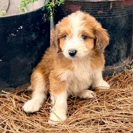Finn - Red merle male Aussiedoodle puppy in Eastman, Georgia from Dood B Ranch