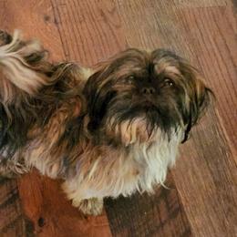 Haz - Shih Tzu