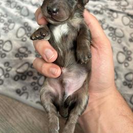 Dagdan - Black male Dachshund puppy in Park Hills, Missouri from Ozark Miniature Dachshunds