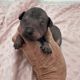 Ranger - Black male Xoloitzcuintli puppy in West Jordan, Utah from Majestic Nakids