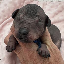 Ranger - Black male Xoloitzcuintli puppy in West Jordan, Utah from Majestic Nakids