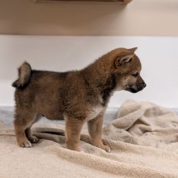 Red male - Red male Shiba Inu puppy in Warren County, New Jersey from Yellow Gate Kennel