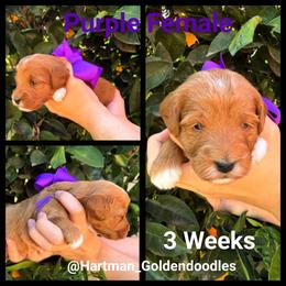 Purple - Red  female Goldendoodle puppy in Upland, California from Hartman Goldendoodles