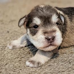 Eli - Liver male Miniature Schnauzer puppy in Ferndale, Washington from Blackhorse Schnauzers Washington state
