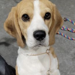 Beagles from Dismal Creek Beagles
