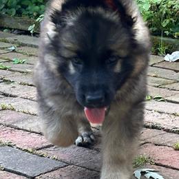 Dark male sable - Sable male German Shepherd puppy in Lordstown, Ohio from Jewels German Shepherd