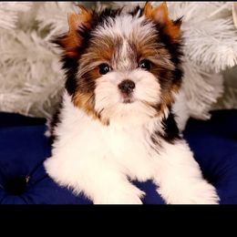 Biewer Terriers and Cavalier King Charles Spaniels from Woo Hoo Biewers & Inkahoots Cavaliers