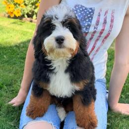 Okee - Tri-color male Bernedoodle puppy in Dundee, Ohio from Down Home Doodle