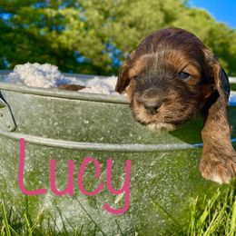 Bernedoodle, Cockapoo, and German Shorthaired Pointer Puppies from Filipiak Breeders