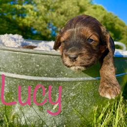 Bernedoodle, Cockapoo, and German Shorthaired Pointer Puppies from Filipiak Breeders