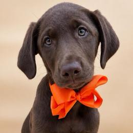 PUMPKIN - Chocolate male Labrador Retriever puppy in Chicago, Illinois from Urbane Retrievers