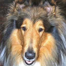 Collies from Meadow Glen