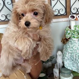 Yellow Collar - Apricot male Maltipoo puppy in Southern,, California from Maltipoo Tiny Pups & More