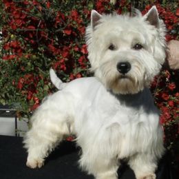 West Highland White Terriers from Festa farms