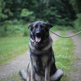 German Shepherd puppies from Trusting Hearts Kennel