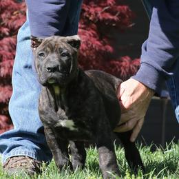 Light Pink Collar - Tiger female Perro de Presa Canario puppy in Pocahontas, Illinois from Cabeza Grande Kennel
