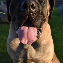 Mastiffs from Miller's Mastiffs of PA