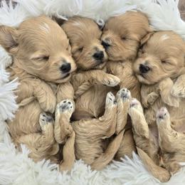 Cavapoos and Maltipoos from Sara Kingston