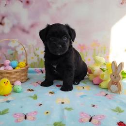 Sakura - Black female Miniature Schnauzer puppy in Piedmont, Oklahoma from J&K's Miniature Schnauzers