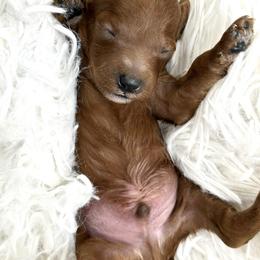 Oscar - Red  male Poodle puppy in from Pink Poodles and Doodles