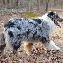 Sunny - Australian Shepherd