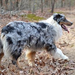 Sunny - Australian Shepherd