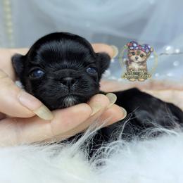 Tiny Babydoll Poppy - Black female Morkie puppy in Barren Springs, Virginia from Seeking Shalom Acres Maltese, Maltipoos & Havamalts