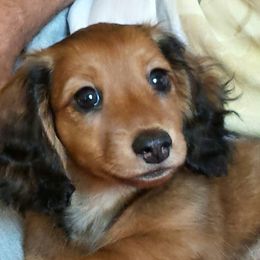 Dachshund Puppies from Tiny Tails Ranch