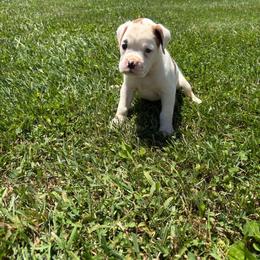Spot - White male Boxer puppy in Louisville, Kentucky from Nelson’s Fancy Frenchies and Bulldogs