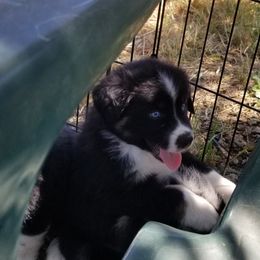 Australian Shepherd Puppies from Sassy Australian Shepherds