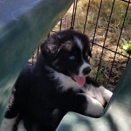 Australian Shepherd Puppies from Sassy Australian Shepherds
