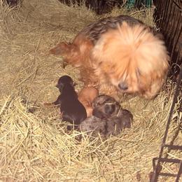 Boy 1 - Tan and white male Yorkshire Terrier puppy in Lumberton, North Carolina from Shaquitta's Yorkshire Terriers