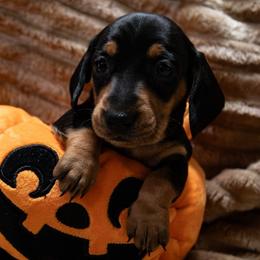 Orange Collar - Black and tan female Dachshund puppy in Belfair, Washington from Devoted Doxies, Lorraine’s Yorkies