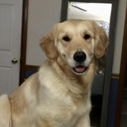 Phoenix - Golden Retriever