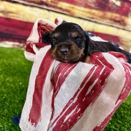 Fig - Black and tan male Dachshund puppy in Westport, Kentucky from Lonestar Creek Farm