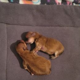 Pomeranian Puppies from Gypsy Poms