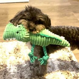 Goldendoodles, Maltese, Maltipoos, and Morkies from Angie's Puppies