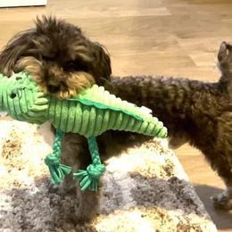 Goldendoodles, Maltese, Maltipoos, and Morkies from Angie's Puppies