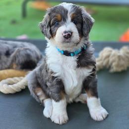 Peanut - Merle male Bernedoodle puppy in Mc Gaheysville, Virginia from Doting Doodles