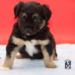 Owl - Black tri male Miniature Australian Shepherd puppy in Weeki Wachee, Florida from Arlington's Mini Aussies