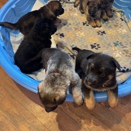 German Shepherd Puppies from Moore German Shepherds