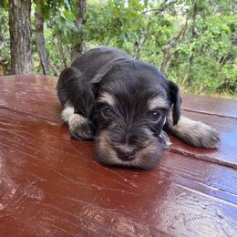 Jacob AKC Tan and Liver Miniature Schnauzer - Liver male Miniature Schnauzer puppy in Saratoga Springs, Utah from Happy Beard Schnauzers