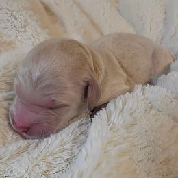Aspen - Cream male Goldendoodle puppy in Gunnison, Utah from Curls and Camo Pups