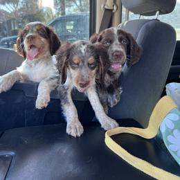 English Springer Spaniel Puppies from Cherokee Springers of NWFL