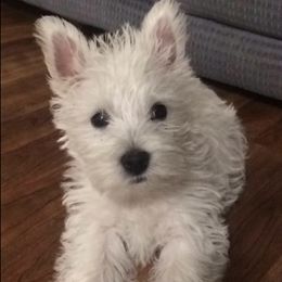 West Highland White Terriers from Star-Crossed Westies